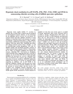 Hypotonic shock mediation by p38 MAPK, JNK, PKC, FAK, OSR1