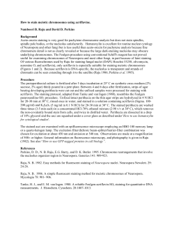 How to stain meiotic chromosomes using acriflavine