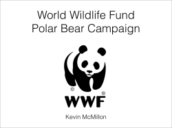 Kevin McMillon: World Wildlife Fund polar bear campaign
