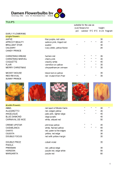 12z tulips 22-02 - Damen Flowerbulbs bv