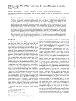 Mitochondrial DNA of Vitis vinifera and the Issue of Rampant