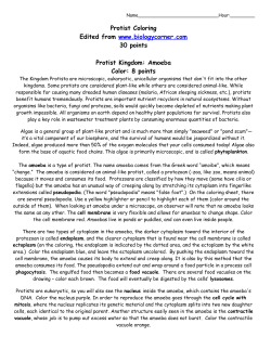 Protist Coloring Edited from www.biologycorner.com