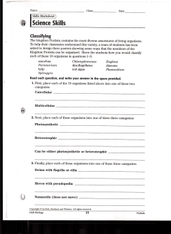 Protist Worksheet 2