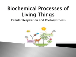 Photosynthesis and Respiration &ndash; student POWER