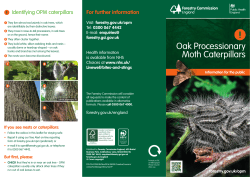 Oak Processionary Moth Caterpillars
