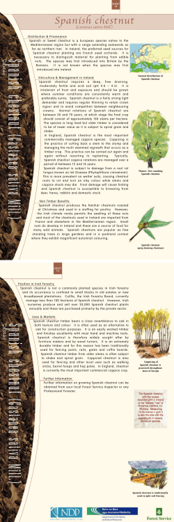 Spanish chestnut Spanish chestnut