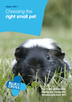 Choosing the right small pet