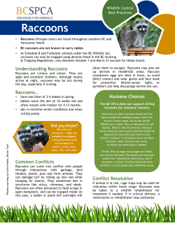 Raccoons - BC SPCA