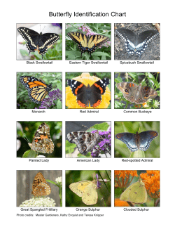 Butterfly Identification Chart - Rutgers Master Gardeners of Mercer