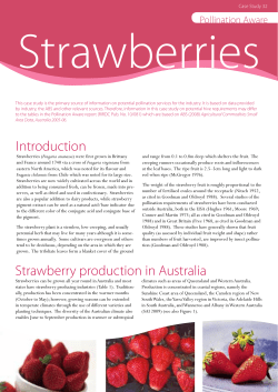 Strawberry production in Australia Introduction