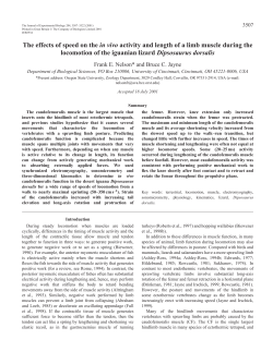 Locomotion of the iguanian lizard Dipsosaurus dorsalis
