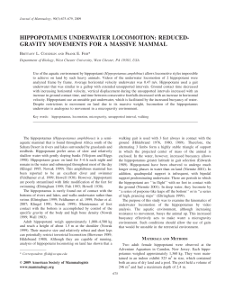 hippopotamus underwater locomotion