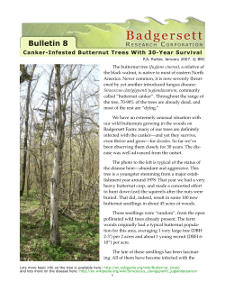 Bulletin 8: Canker Infested Butternut Trees with 30