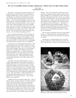 The Art of Armadillo Lizards - Chicago Herpetological Society