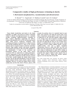 Comparative studies of high performance swimming in sharks