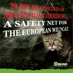 European wildcat offices