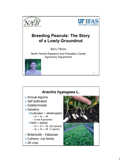 Breeding Peanuts: The Story of a Lowly Groundnut