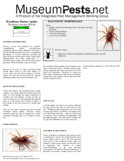 Woodlouse Hunter Spider Dysdera crocata (Koch)
