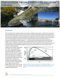 fISH sTRESS from catch-and