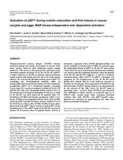 Activation of p90rsk during meiotic maturation and first mitosis in