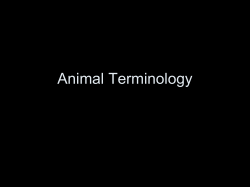 Animal Terminology