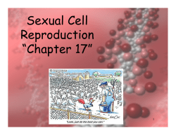 Sexual Cell Reproduction &ldquo;Chapter 17&rdquo;