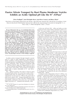 Passive Nitrate Transport by Root Plasma