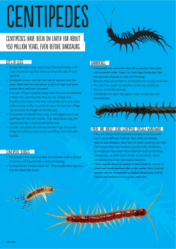 CenTiPedEs have been oN eaRth fOr abOut 450 millIon yeaRs