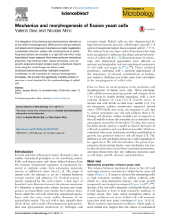 Mechanics and morphogenesis of fission yeast cells