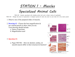 STATION 1 - Muscles Specialized Animal Cells