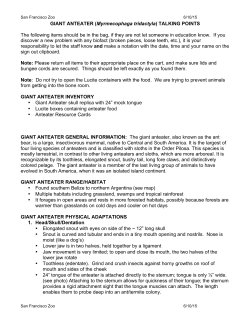 GIANT ANTEATER (Myrmecophaga tridactyla) TALKING POINTS