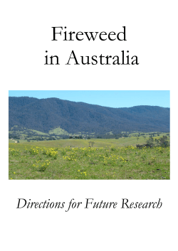 Fireweed in Australia