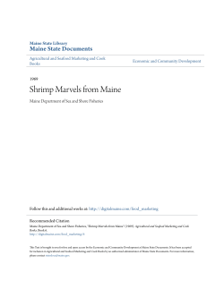Shrimp Marvels from Maine