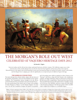 the morgan`s role out west - Jaquima a Freno Morgan Stock Horses