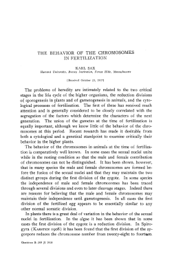THE BEHAVIOR OF THE CHROMOSOMES IN