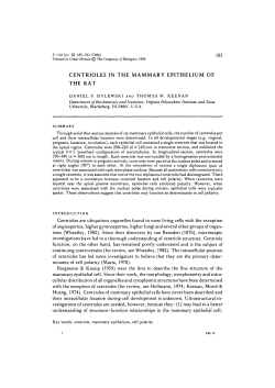 centrioles in the mammary epithelium of the rat