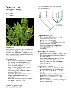 Cupressaceae
