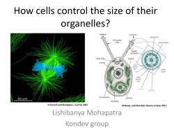 How cells control the size of their organelles?
