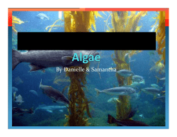 Student Presentations-Algae