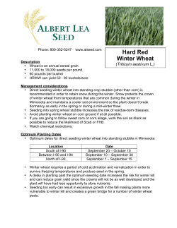 Hard Red Winter Wheat