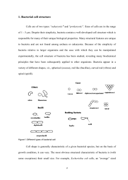 1. Bacterial cell structure