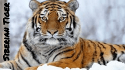 Siberian Tiger