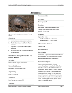 Armadillos - Outdoor Alabama