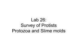 Protozoa and Slime molds