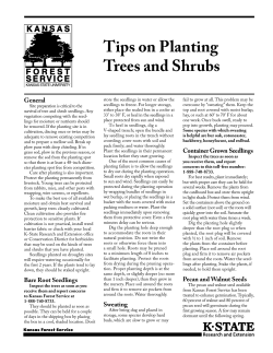 Tips on Planting Trees and Shrubs