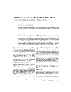 centrosomes and microtubules during meiosis