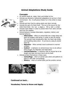 Animal Study Guide