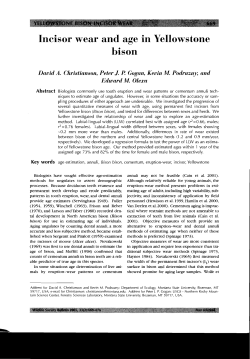 Incisor wear and age in Yellowstone bison