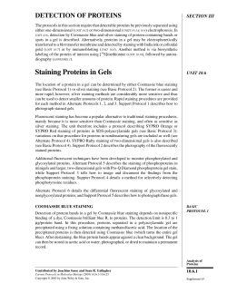 Staining Proteins in Gels