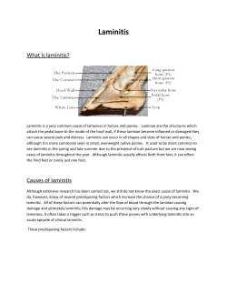 Laminitis - Gilliver Vets